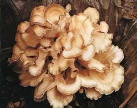 Reishi Mushroon Benefits
