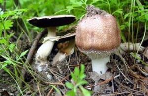Agaricus Blazei Murill dyfyniad