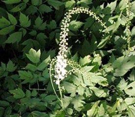Detholiad Cohosh Du