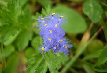 Cyanotis arachnoidea