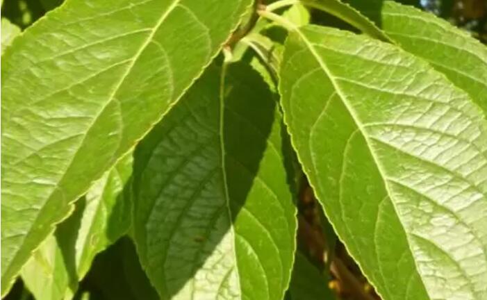 Eucommia ulmoides