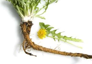 Detholiad Gwreiddiau Dandelion