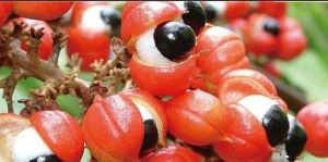 Detholiad Guarana