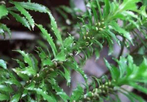 Detholiad Huperzia Serrate