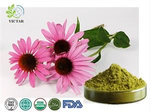 Detholiad Echinacea Powdwr